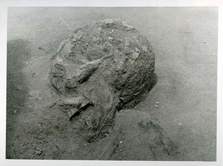 Significant Discovery: Ancient Hybrid Child Skull Challenges Human Evolution