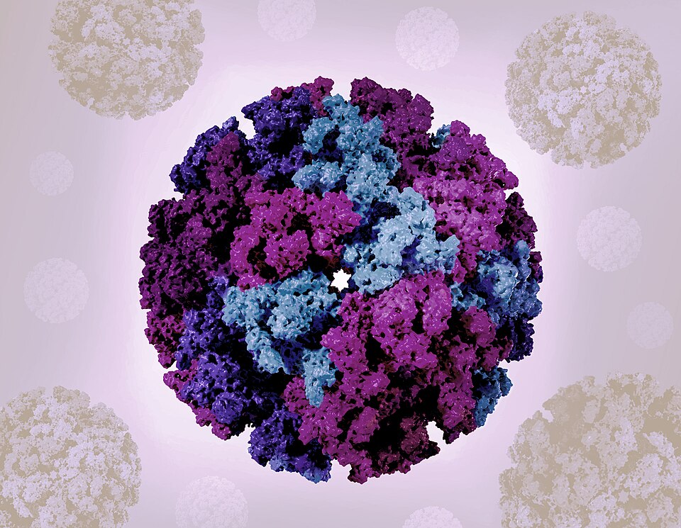 AIC-CCMB Advances mRNA Vaccine Trials for Chikungunya in India