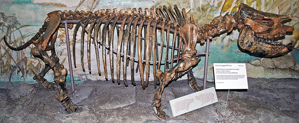 Ancient Rhino Protein Discovery Opens Door to Dinosaur Research