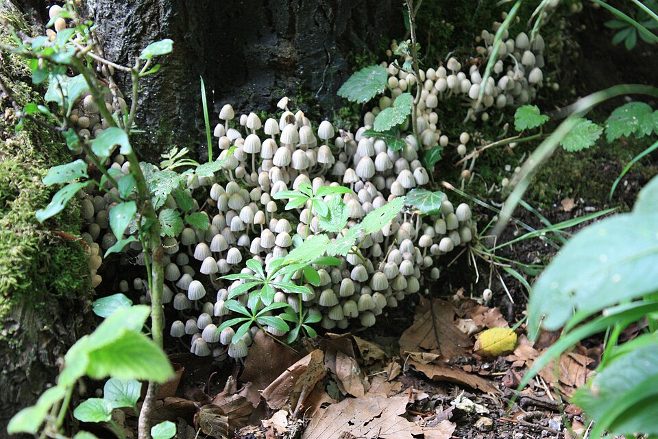 Psilocybin Displays Potential Anti-Aging Effects in Groundbreaking Study