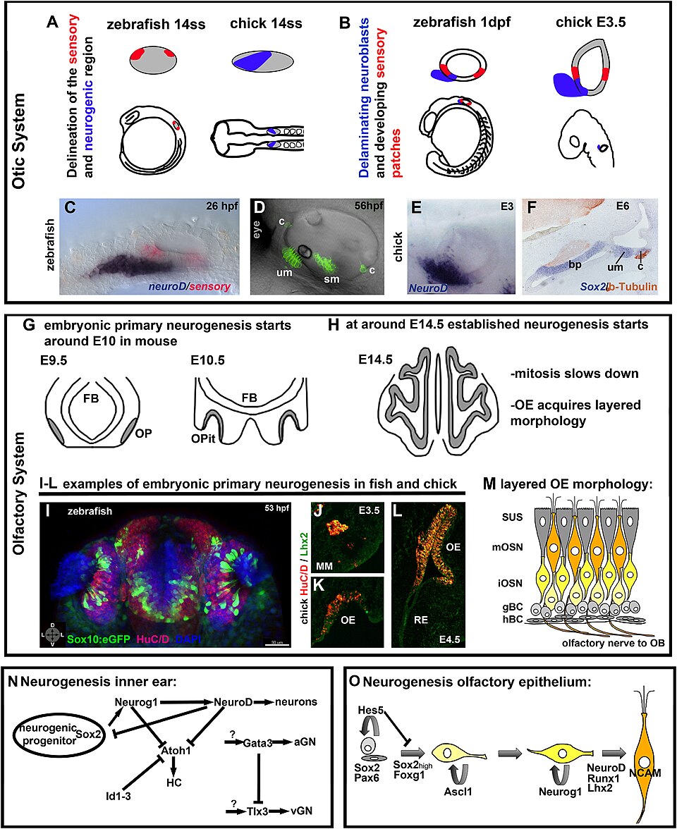Zebrafish Gene Research Paves Way for Potential Human Hearing Restoration