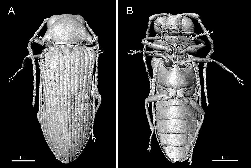 Study Reveals Potential Risks of Micro-CT Scanning on Fossil Integrity