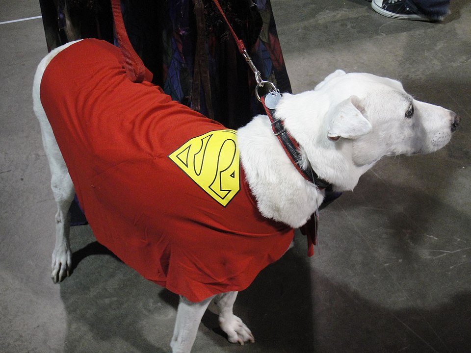 Surge in Dog Adoptions Linked to Krypto's Role in New Superman Film