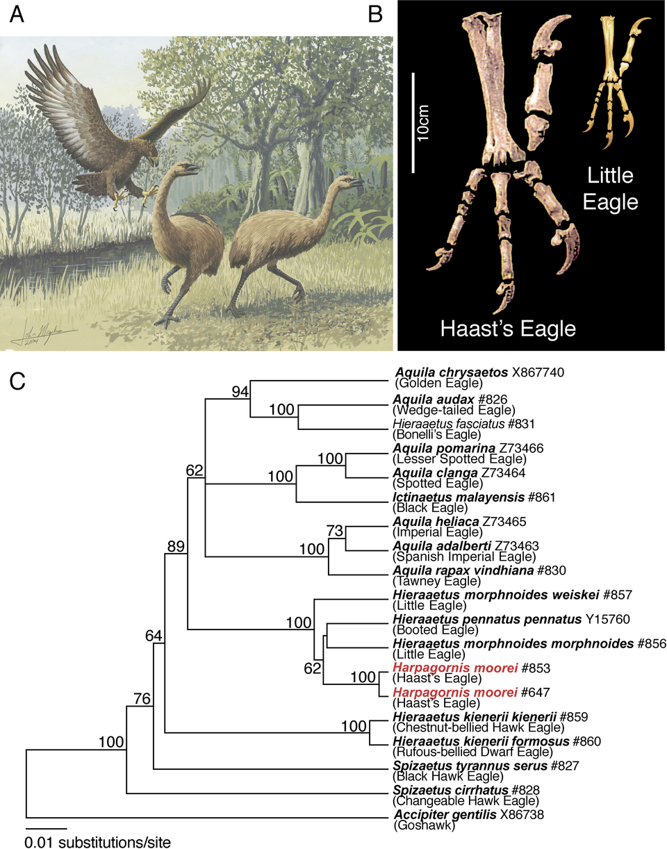 Colossal Biosciences Aims to Resurrect the Giant Moa: A Controversial Project