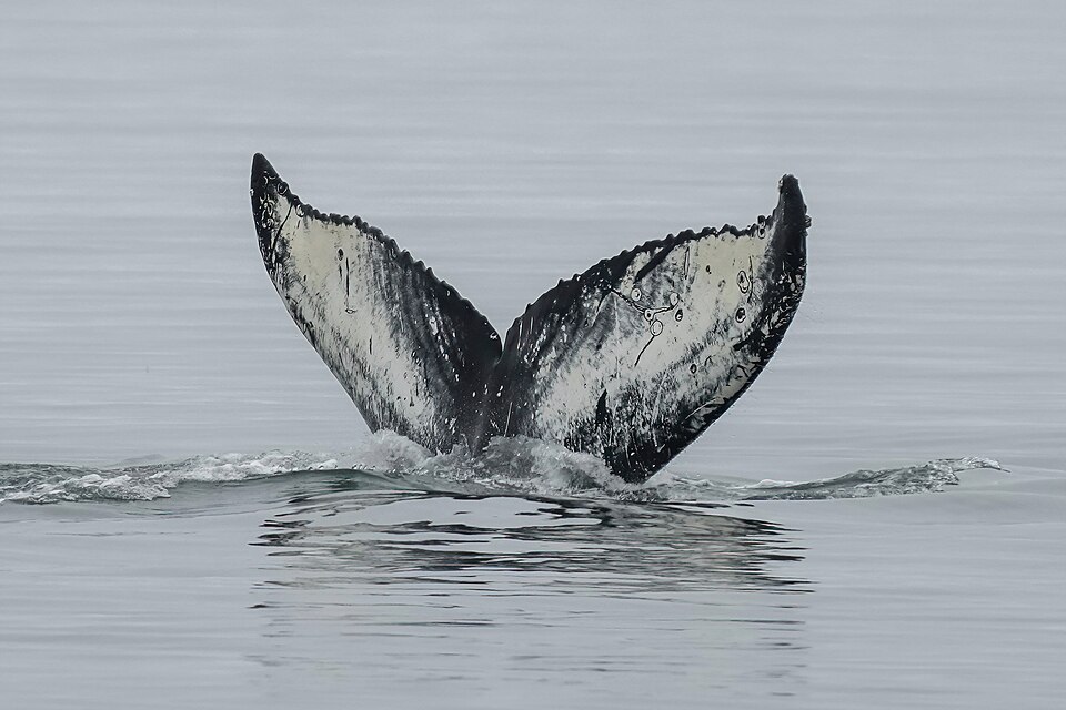 New Study Reveals Humpback Whales Lose Significant Weight During Migration