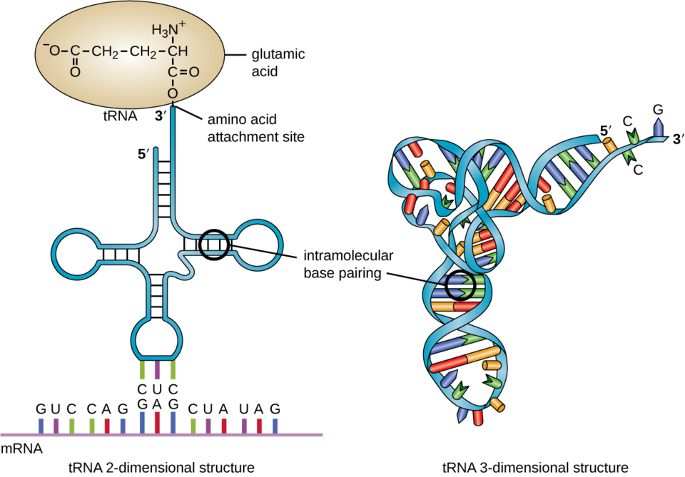 Novel tRNA Methyltransferase Discovery Enhances Understanding of Archaeal Adaptation