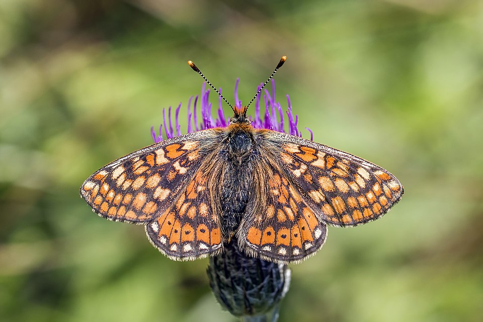 Marsh Fritillary: Ireland's Protected Insect Featured in New Comic Series