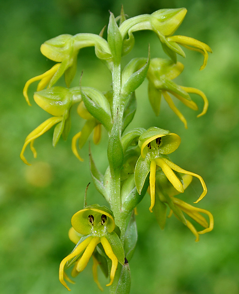 Discovery of New Orchid Species 'Habenaria diwata' in Mt. Malinao