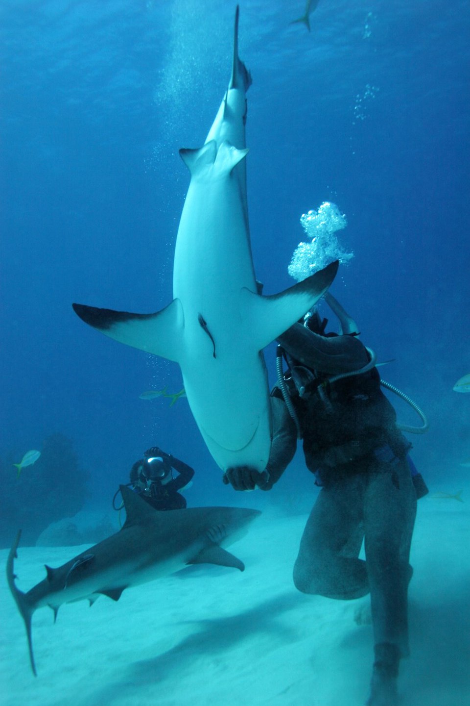 Understanding Tonic Immobility: The Frozen State of Sharks