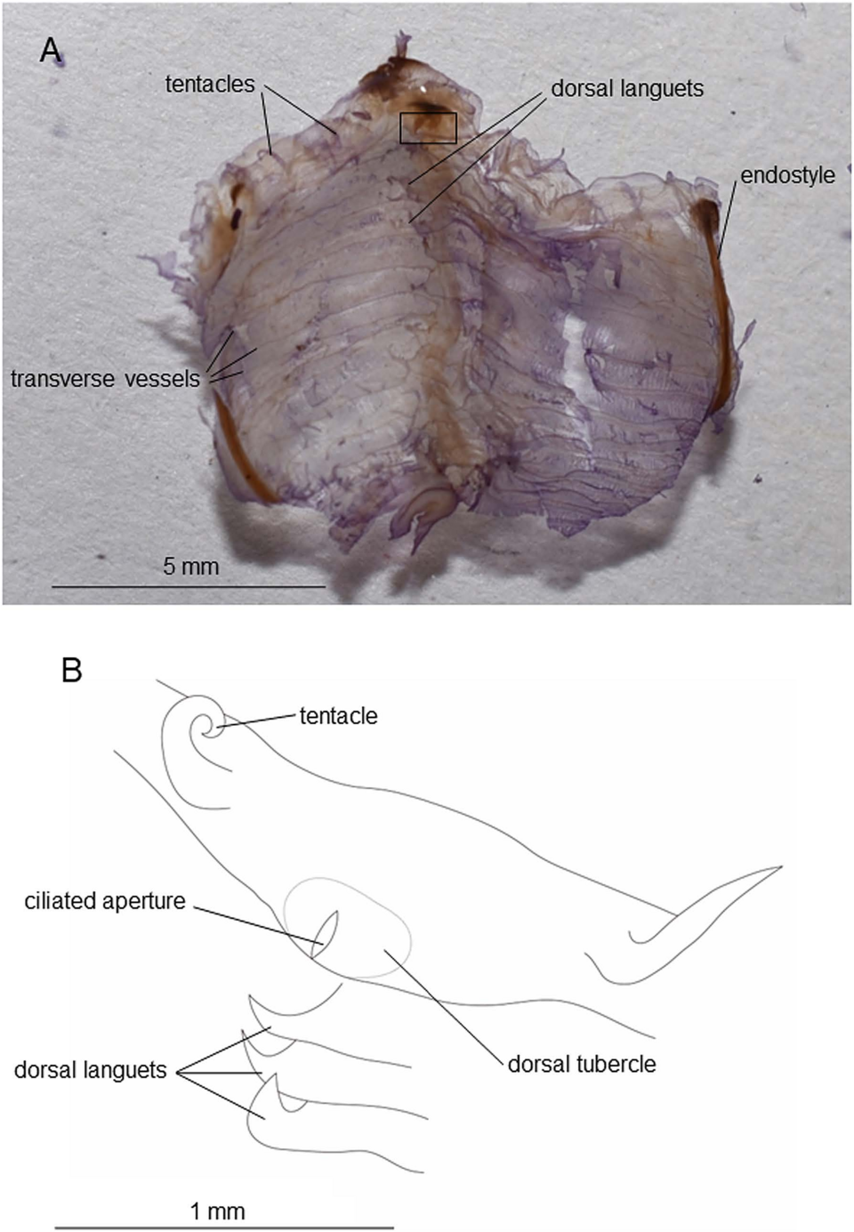 New Species of Sea Creature Discovered in Japan: Clavelina Ossipandae
