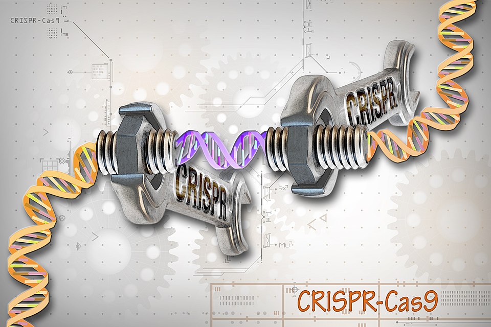 McGill Researchers Pioneer Oat DNA Editing to Transform $900M Food Sector