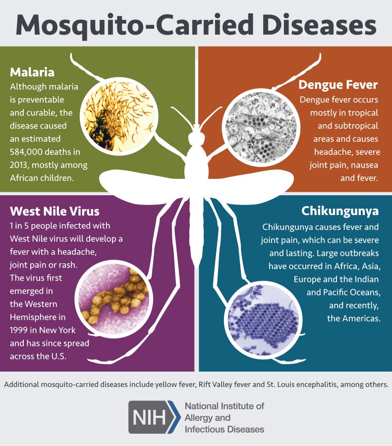Climate Change Linked to Increased Mosquito-Borne Disease Risk in BC