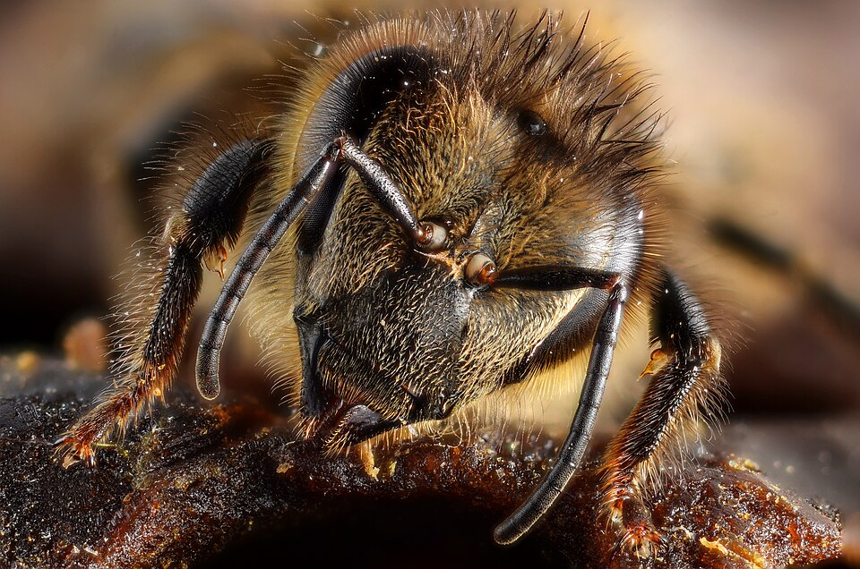 Honey Bees as Models for Fetal Alcohol Spectrum Disorder Research
