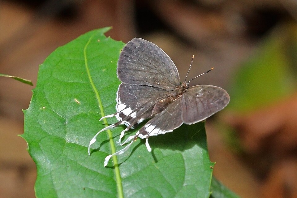 Evolutionary Insights: The Adaptive 'False Heads' of Butterflies