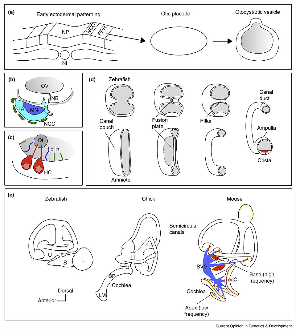 Zebrafish Study Uncovers Independent Roles of Cyclin D Genes in Sensory Organ Regeneration