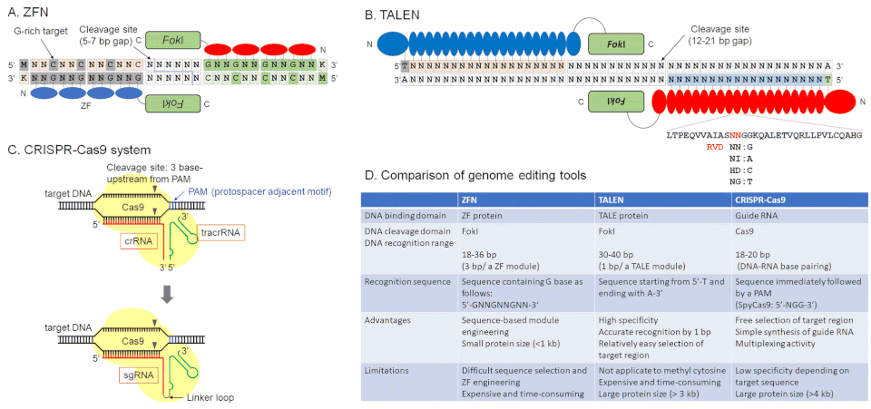 Groundbreaking Genome Editing Technique Corrects Rare Brain Mutations in Mice