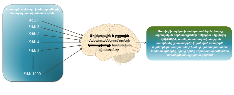Study Uncovers Human Brain Genes Linked to Unique Brain Features