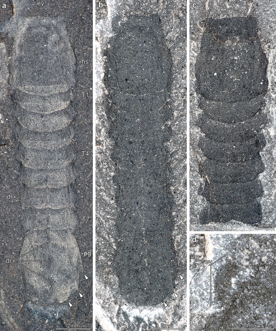 500-Million-Year-Old Fossil Reveals Oceanic Origins of Spiders