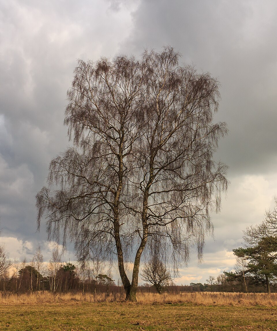 NICE Recommends Betula Verrucosa for Birch Pollen Allergy Treatment