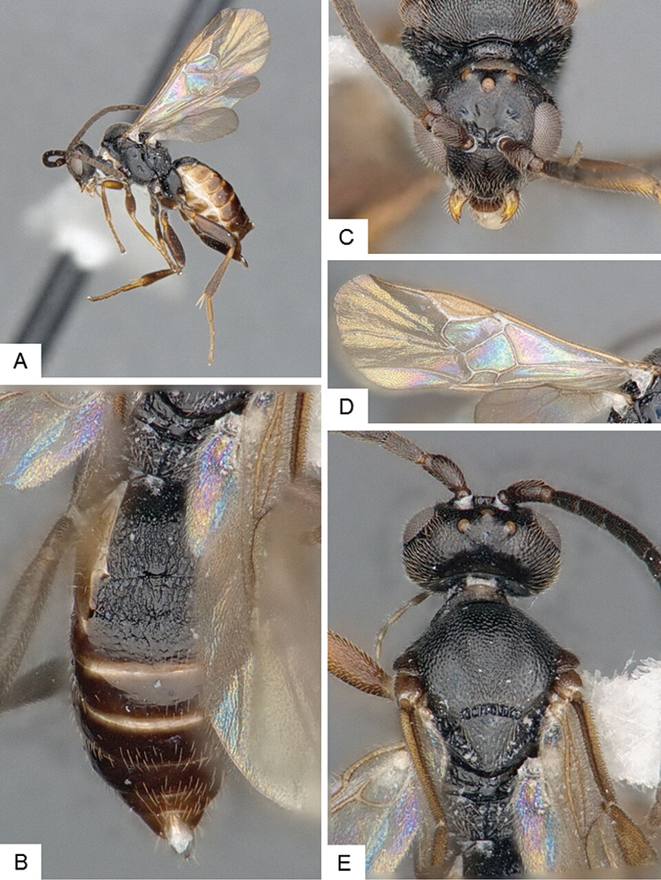 Queensland Students Discover New Wasp Species Through Citizen Science