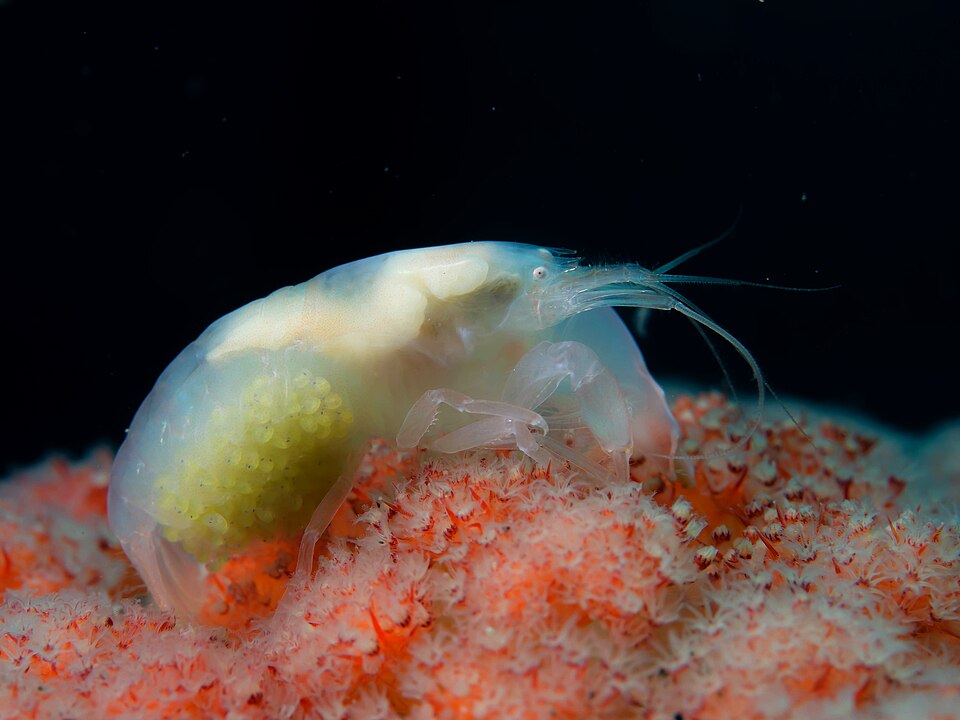 Study Reveals Snapping Shrimp Sounds as Coral Reef Health Indicators