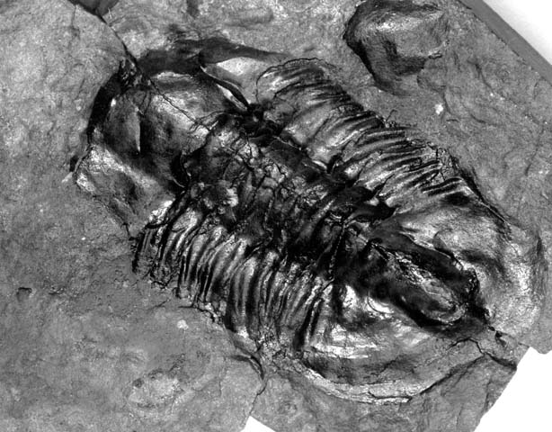 Groundbreaking Discovery of Cambrian Fossils in Grand Canyon Unveils Early Animal Evolution
