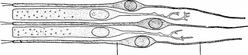New Insights into Squid Coloration: The Role of Bragg Reflectors
