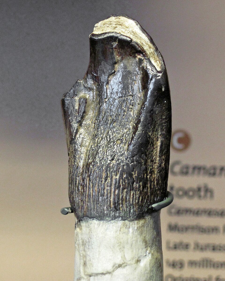 Specialized Diets of Jurassic Dinosaurs: Insights from Tooth Enamel