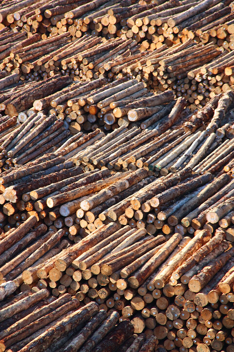ForestOne's Benalla Operations Scale Back: Job Losses Loom