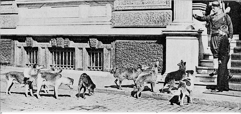 Stray Dog Attack in Kamareddy Injures Over 10; Vaccine Shortage Sparks Protests