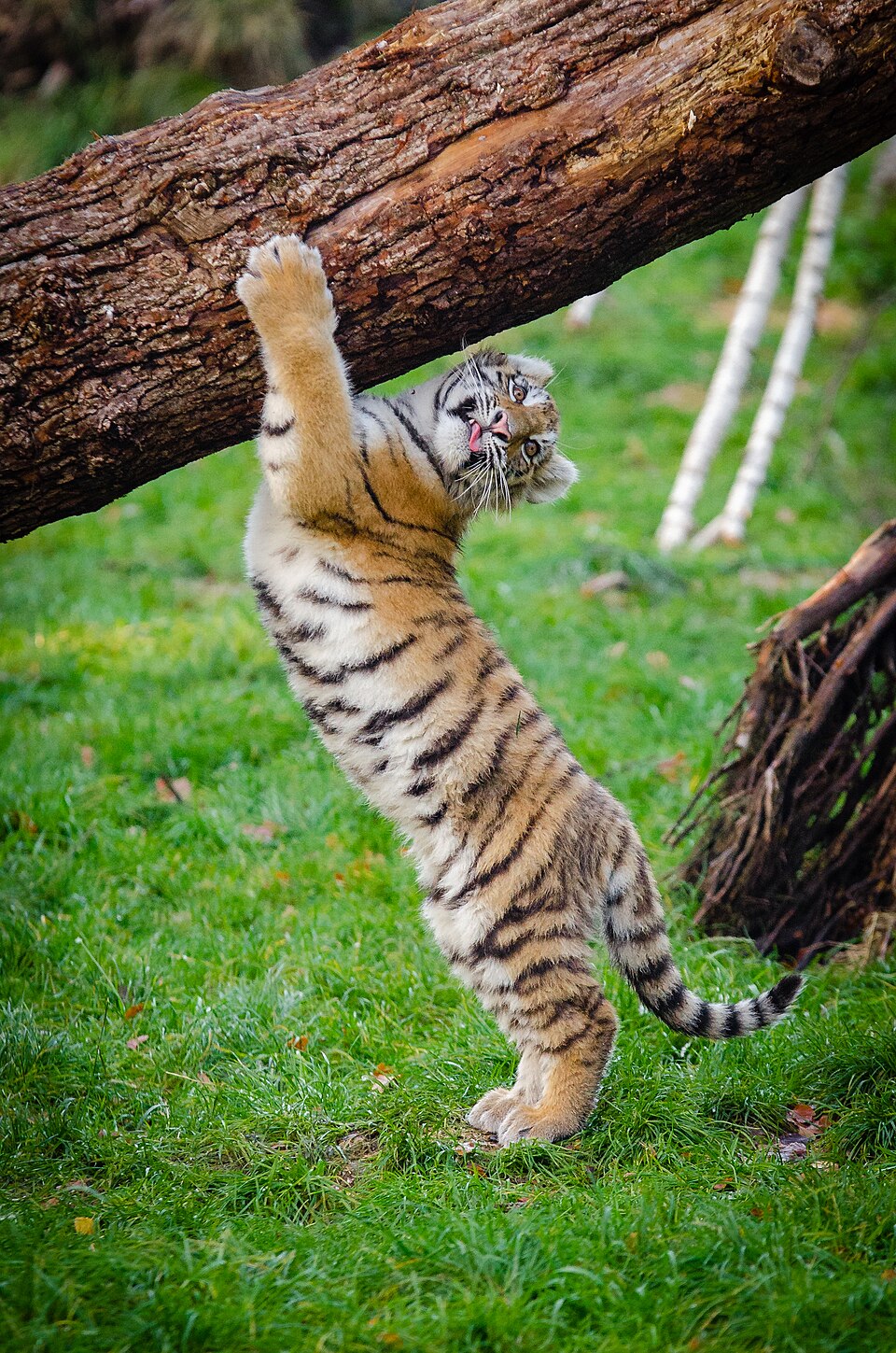 Viral Video: Playful Tiger Cub Outsmarts Mother in Adorable Escape