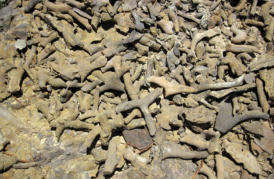 Ancient Marine Fossils Redefine Understanding of Early Predators