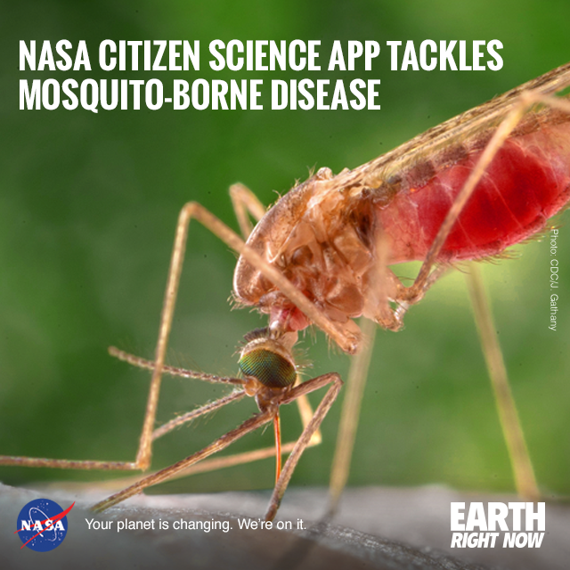 Global Surge of Mosquito-Borne Diseases: Experts Warn of Endemic Risks