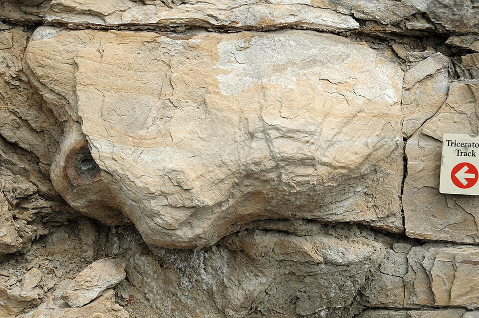 Paleontologists Uncover First Evidence of Multispecies Dinosaur Herding