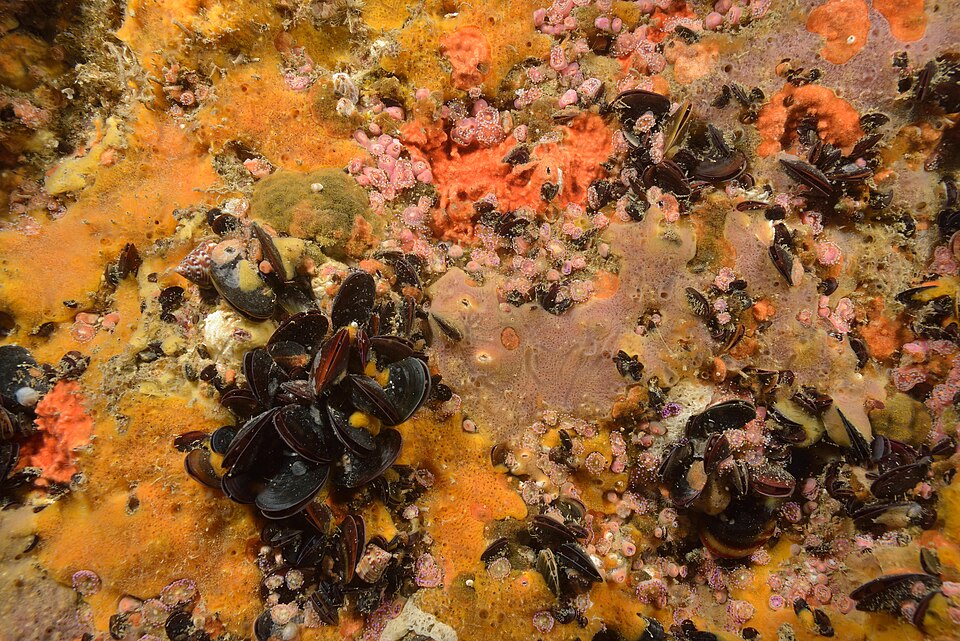 Impact of Substrate Color on Seawall Biodiversity: A Study Analysis