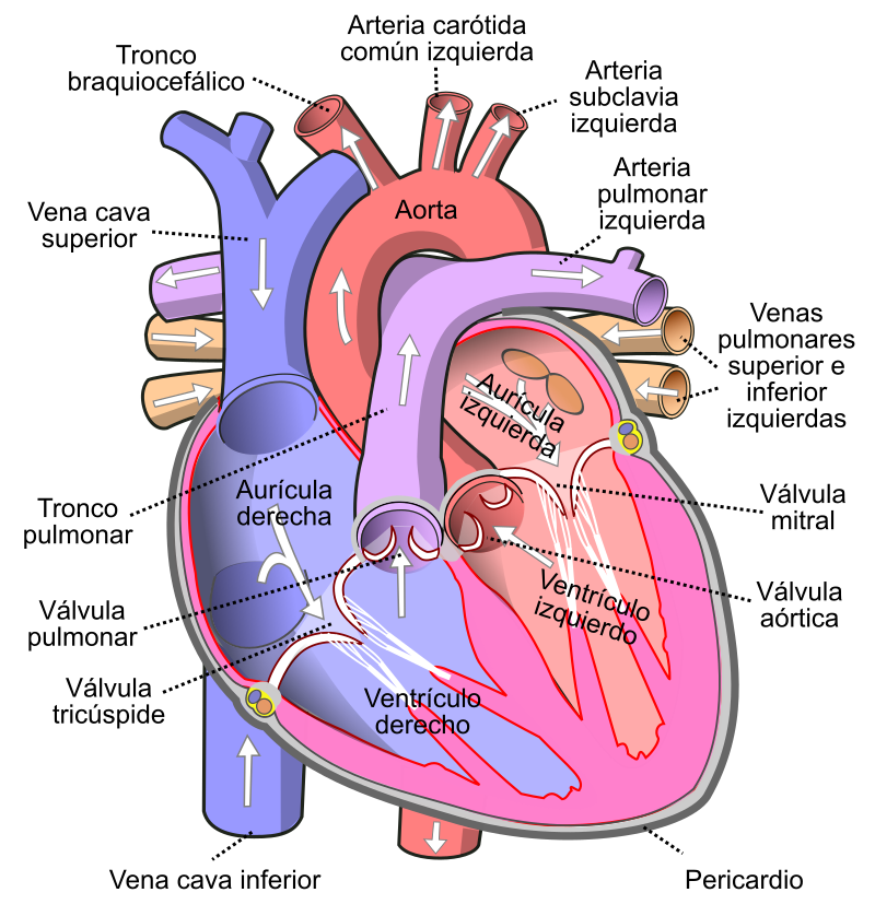 UK Cardiology Trials Face Recruitment Challenges, Seek Diversity