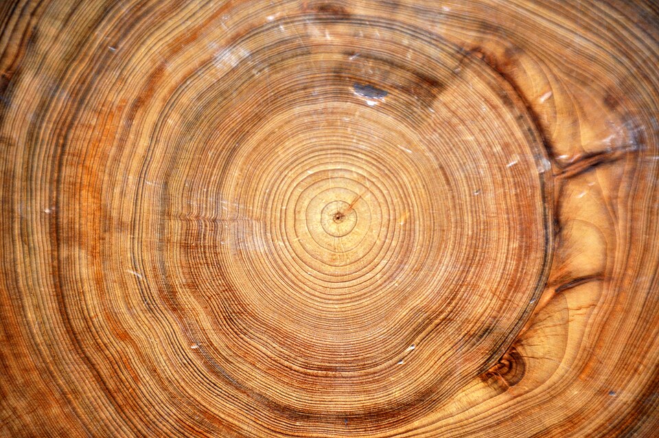 Ancient Bald Cypress Trees Reveal 2,000-Year Climate History