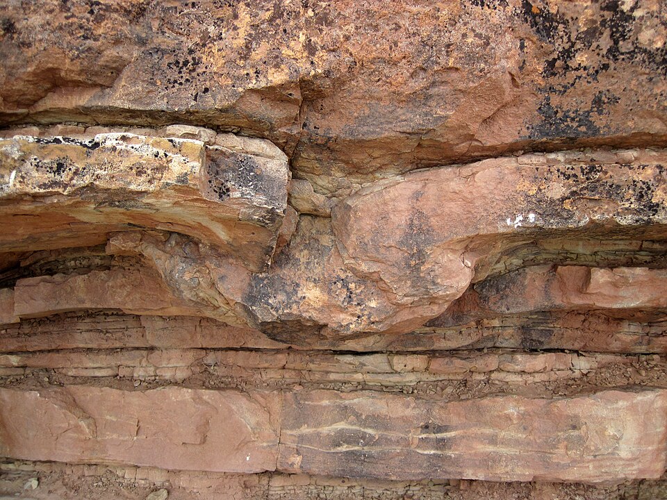 Unveiling the Diet of Sauropods: Insights from Fossil Stomach Contents