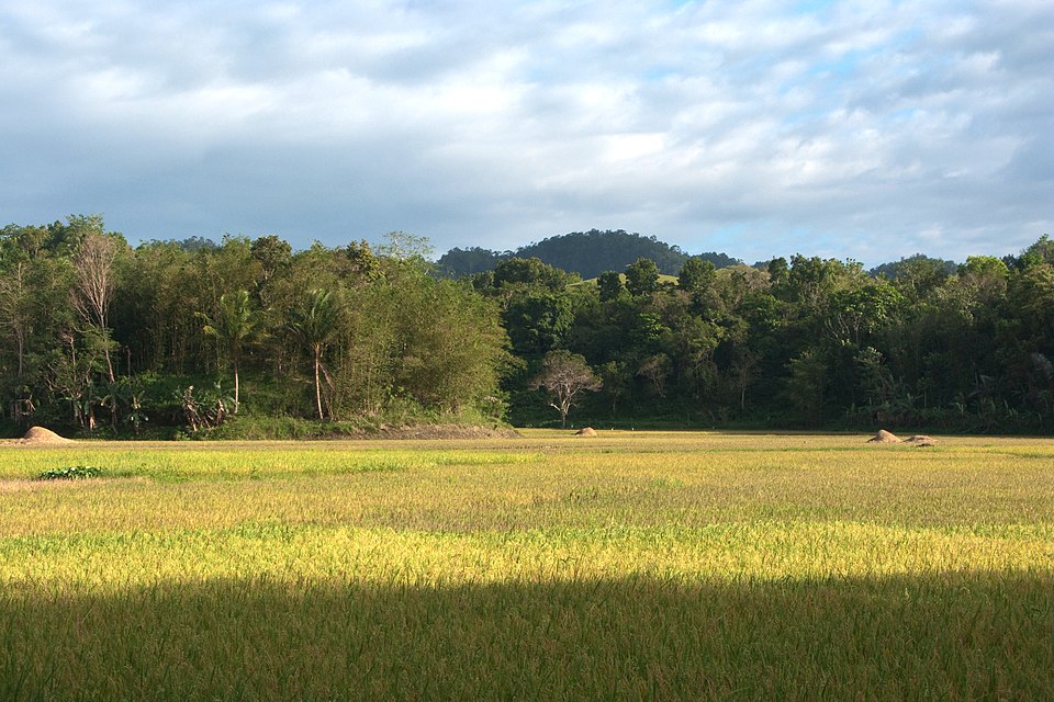 Bohol Allocates Financial Aid to Hog Farmers Impacted by ASF