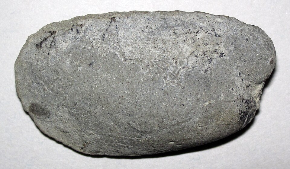 Ancient Fossil Evidence Reveals Ocean Biodiversity Post-Mass Extinction