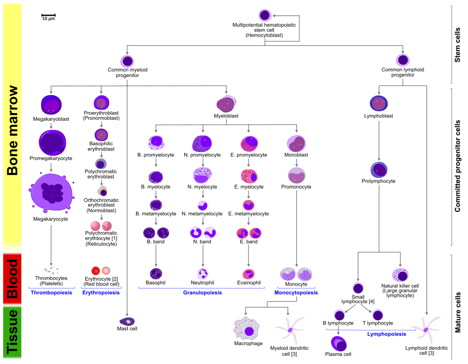 Innovative Stem Cell Platform Rapidly Cultures Human Microglia Cells
