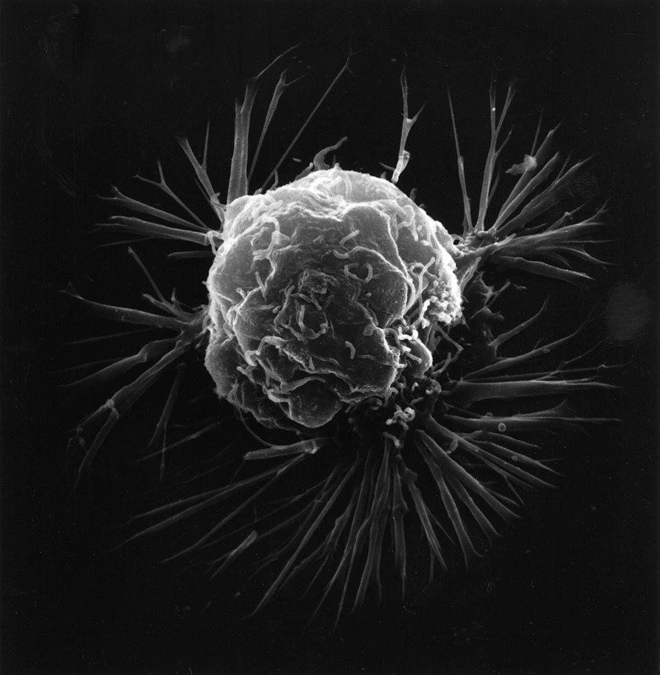 Innovative Herpes Virus Engineering Enhances T Cell Function in Cancer Therapy