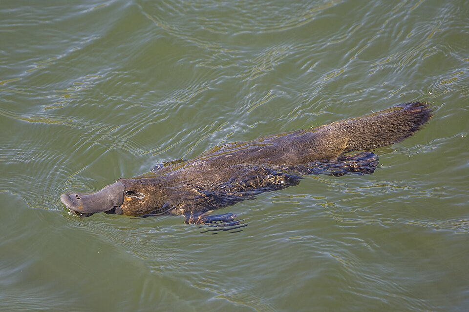 Discovery of Monotreme Sex Gene Challenges Mammalian Genetics Paradigm