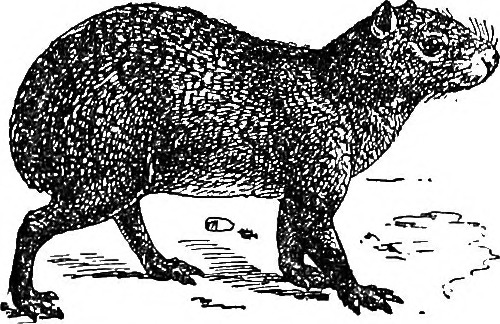 New Study Reveals Pig Domestication Began 8,000 Years Ago in Southern China