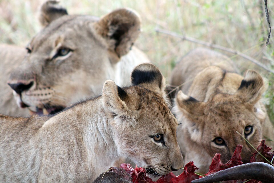 West Midlands Safari Park Celebrates Birth of Lion Cub Trio