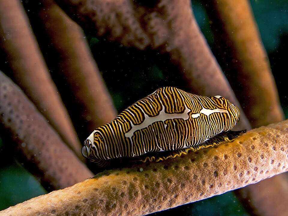 New Marine Life Size Database Critical for Ocean Biodiversity Protection