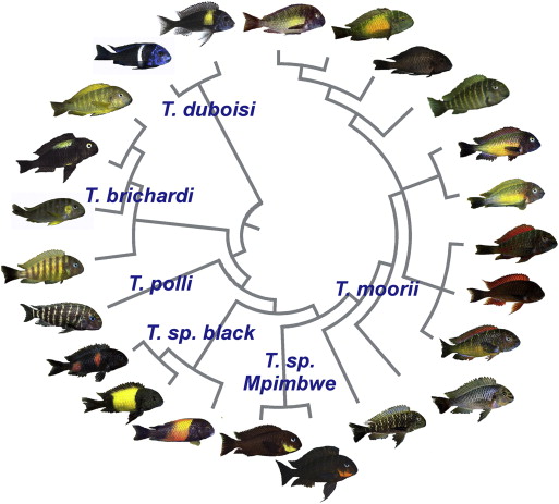 Exploring Genetic Supergenes: Catalysts for Cichlid Evolution