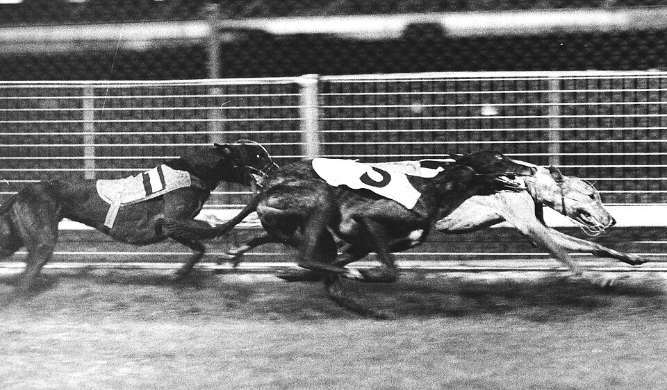 Future of Greyhound Racing in England: Controversy and Challenges Ahead