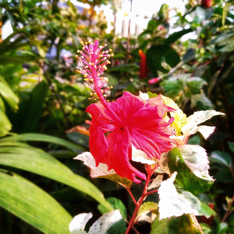 Comparing Antioxidant Benefits of Hibiscus and Green Tea for Health