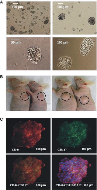 Revolutionary Algorithm TACIT Streamlines Cancer Cell Identification